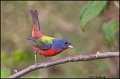 _0SB2362 painted bunting